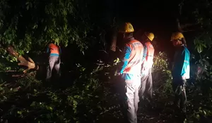 Depok Dihantam Cuaca Ekstrim, Satu Tewas, Tujuh Pohon Tumbang, 12 Orang Dievakuasi