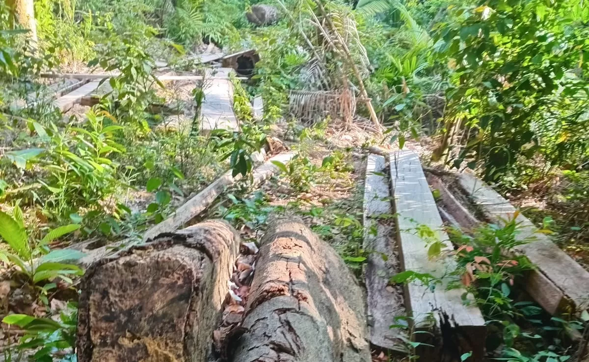 Satu dari sekian banyak pohon-pohon yang ditebang oleh pelaku cs tanpa seizin pemilik