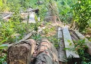Geram Karena Lakukan Pengrusakan, Pemilik Lahan Polisikan Menantu Penjaga Kebun