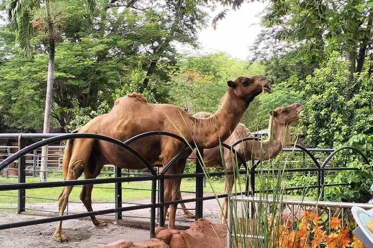 Onta di Kebun Binatang Surabaya (KBS).  (Foto: Situr Wijaya/iNSulteng.com)