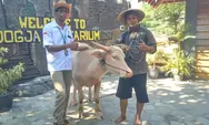 Upacara Peringatan HUT ke-79 RI di Mini Zoo Jogja Exotarium, Kerbau Bule Jadi Salah Satu Pesertanya