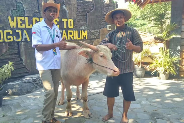 Foto Owner Mini Zoo Jogja Exotarium drh Akbar Taruna bersama kerbau bule Pangeran Lesmana dan Pawang Bijak Eka Mulya usai upacara HUT ke-79 RI.  (Teguh Priyono)