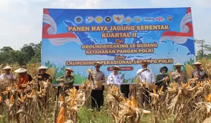 Pemprov Sultra Apresiasi Panen Raya Jagung Polda Sultra Dukung Ketahanan Pangan Nasional