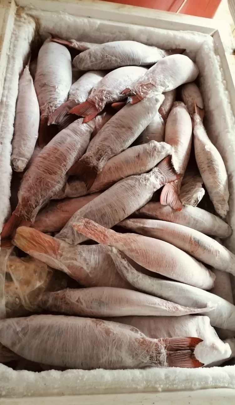 Ikan yang dijual ke berbagainwilayah di Indonesia Timur. Foto: iNSulteng.id