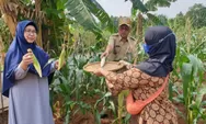 20 Kilogram Tanaman Produktif Dipanen di Srengseng Sawah