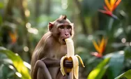 Mengapa Monyet Sering Diasosiasikan Suka Makan Pisang? Ini Alasannya dan Manfaat Buah Pisang