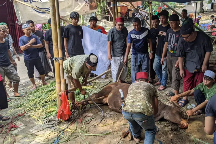 Yayasan Ahmad Al Khairy Ar Rodhi kembali menyalurkan 200 kantong daging sapi dan 240 kantong daging kambing dalam Hari Raya Idul Adha 2024. (RADAR DEPOK)