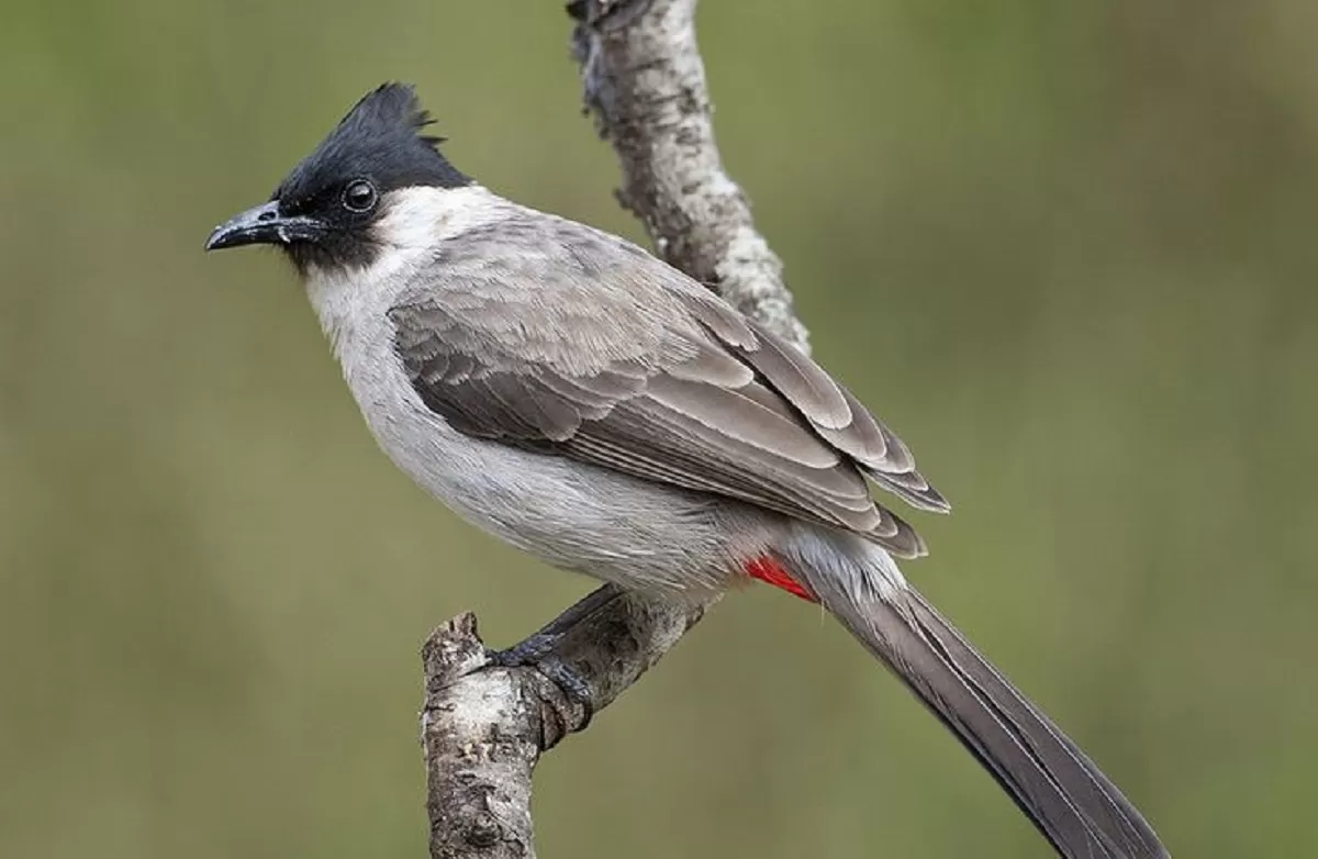 Burung Kebon Naik Kelas, Kutilang Kini Bisa Laku Jutaan Rupiah dengan ...