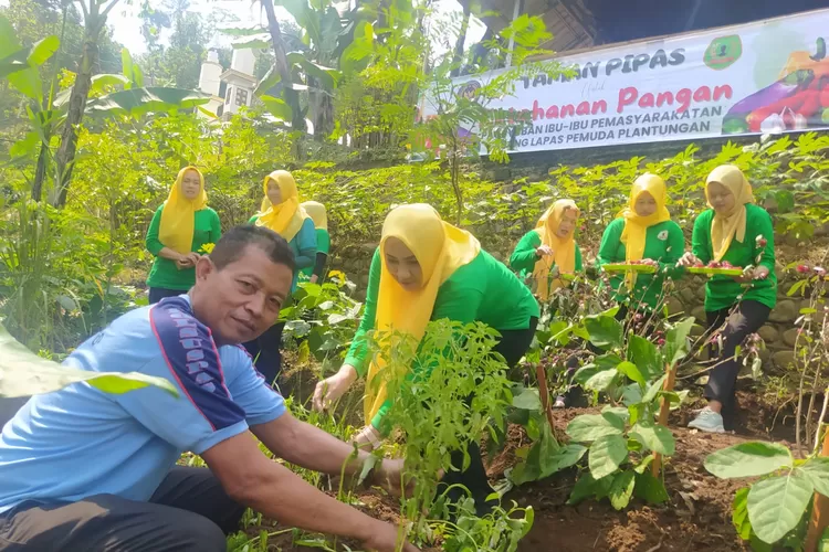 Ibu ibu dari persatuan ibu pemasyarakatan cabang Lapas Pemuda kelas IIB Plantungan bercocok tanam.  (dokumen)
