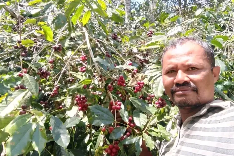 Mengenal Ciri Khas Kopi Arabica Bajawa Flores Nusa Tenggara Timur Pos