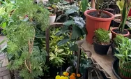 Tak disangka! Ini 3 jenis tanaman hias yang membawa energi negatif menurut Feng Shui!