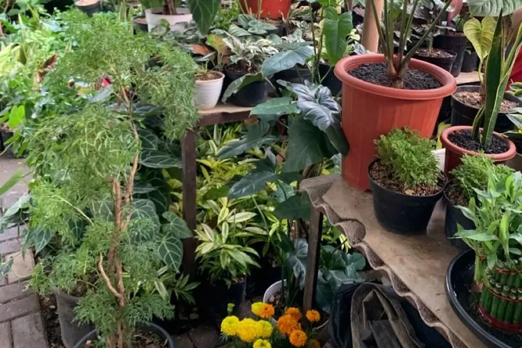 Ini 3 tanaman hias yang membawa energi negatif, tak dianjurkan ada di dalam rumahmu menurut Feng Shui