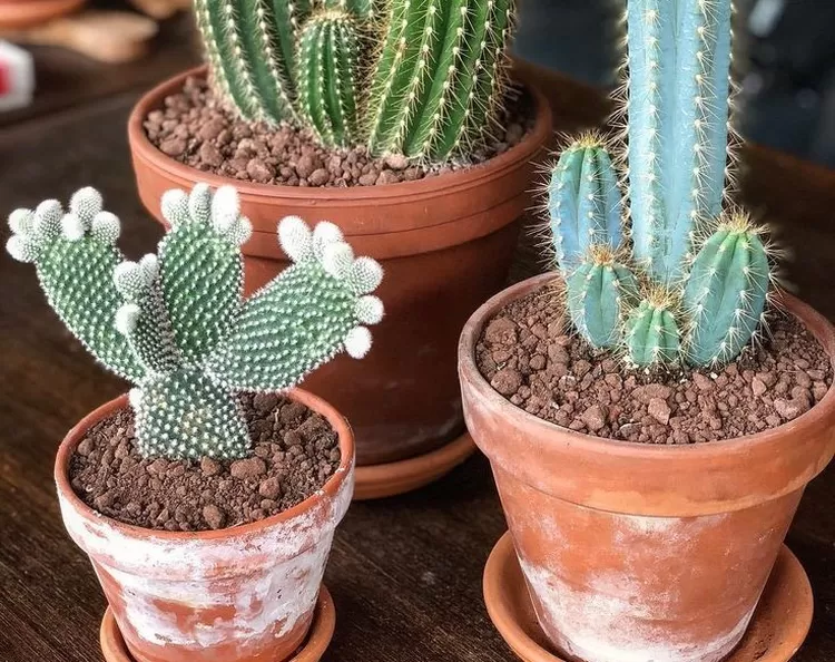Kaktus salah satu tanaman yang dipercaya membawa energi negatif di dalam rumah menurut Feng Shui