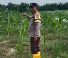 Bhabinkamtibmas Polsek Batu Hampar Cek Tanaman Jagung Kwartal I Tahun 2026, Dukung Ketahanan Pangan di Rohil