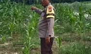 Bhabinkamtibmas Polsek Batu Hampar Cek Tanaman Jagung Kwartal I Tahun 2026, Dukung Ketahanan Pangan di Rohil