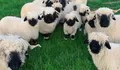 Ajak Si Kecil Bercengkrama dengan Valais Blacknose, Domba Lucu Asal Swiss Ini Kini Bisa Dijumpai di Bogor!