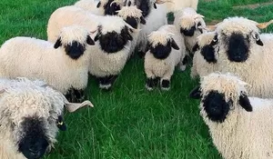 Ajak Si Kecil Bercengkrama dengan Valais Blacknose, Domba Lucu Asal Swiss Ini Kini Bisa Dijumpai di Bogor!