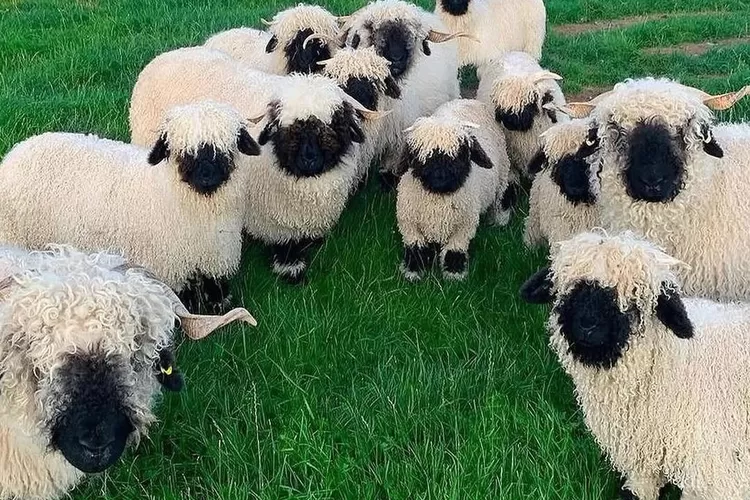 Wisata Bukit Domba Bogor, Tempat Seru Bermain dengan Valais Blacknose. (Foto/Instagram.)
