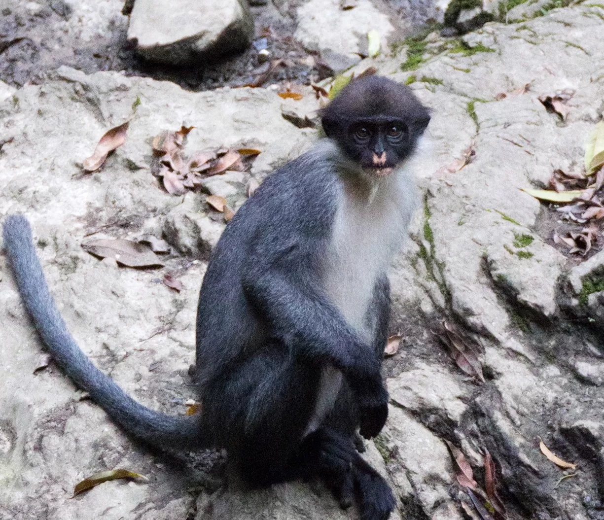 Lutung Kutai (Presbytis canicrus)