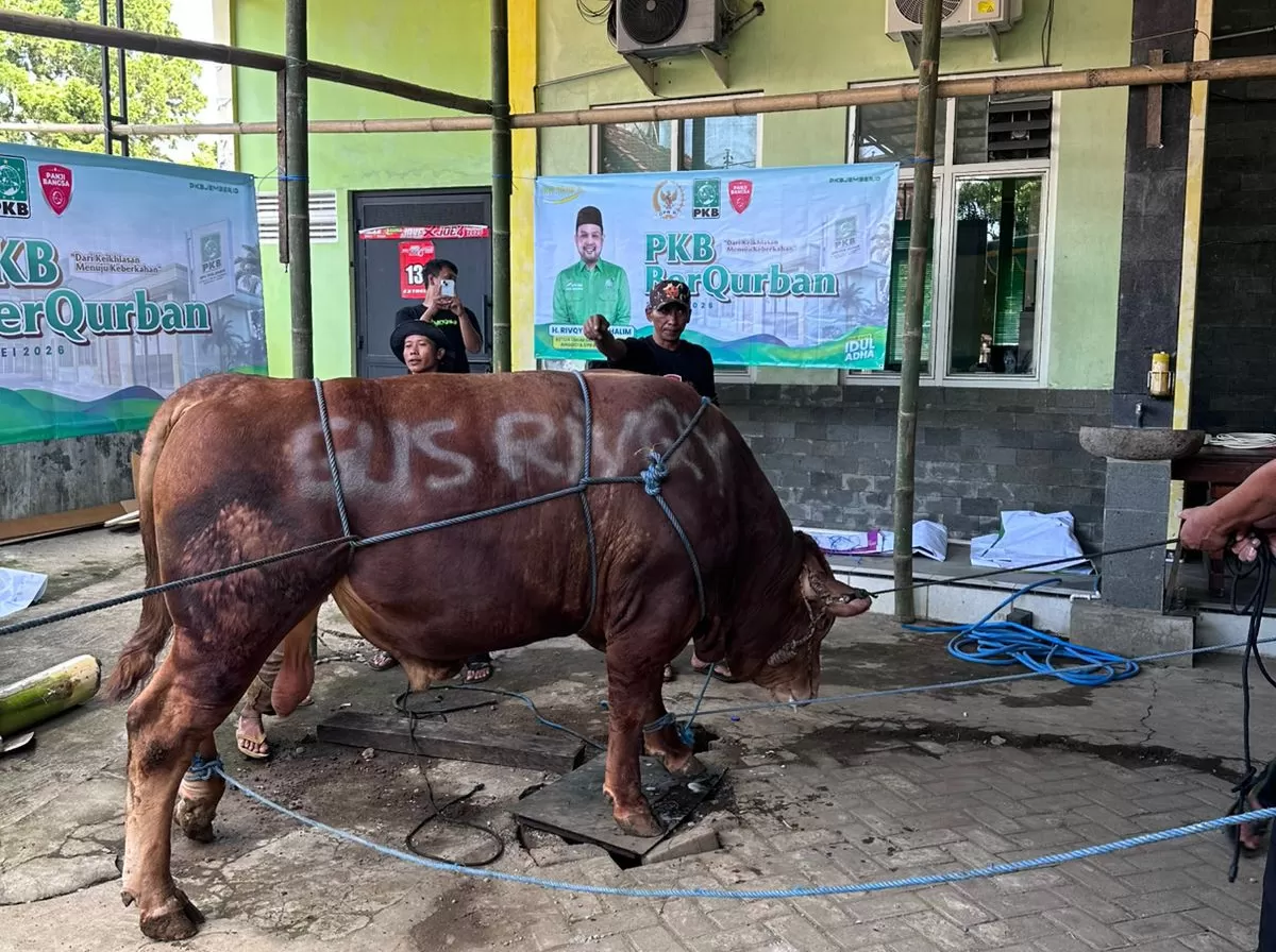 Bantuan sapi untuk masyarakat Jember (Angga Juli Setiawan/SketsaNusantara.id)