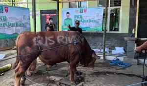 Bagikan 5 Ekor Sapi dan 120 Kambing, Anggota DPR RI Fraksi PKB Gus Rivqy: Bentuk Kepedulian Sosial dan Terus Menjaga Silaturahmi