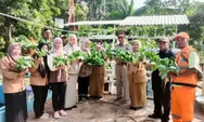 20 Kilogram Pakcoy Dipanen di Taman Hatinya PKK RW 10 Pademangan Timur