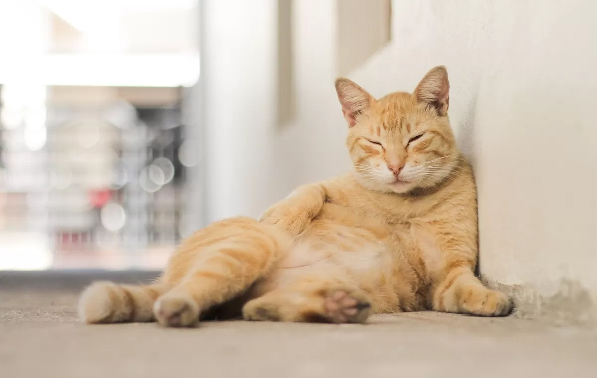 Kucing Tidak Cuek, Kenali 7 Bahasa Cinta Anabul dari Making Biscuits ...