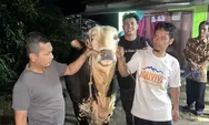 Menengok MHFarm24 Jelang Idul Adha, Sapi Premium dengan Layanan Serba Gratis