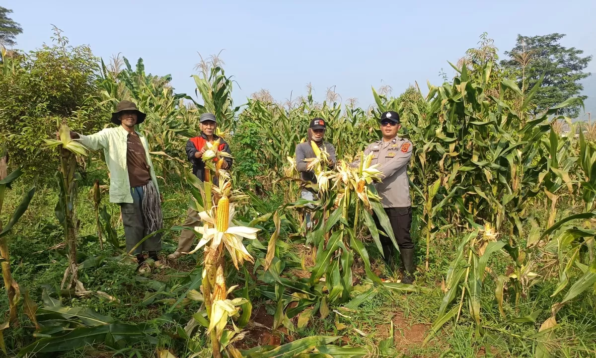 Polres Cianjur menggelar panen jagung hibrida di Desa Jamali. (FOTO: Ist)