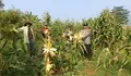 Dukung Ketahanan Pangan, Polres Cianjur Gelar Panen Jagung Hibrida di Desa Jamali