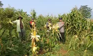 Dukung Ketahanan Pangan, Polres Cianjur Gelar Panen Jagung Hibrida di Desa Jamali
