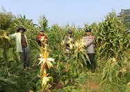 Dukung Ketahanan Pangan, Polres Cianjur Gelar Panen Jagung Hibrida di Desa Jamali