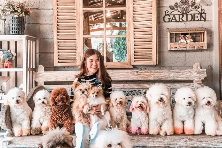Rumah Guguk Menawarkan Pengalaman Unik Bagi Anjing Dan Pemiliknya, Dengan Fasilitas Grooming, Penginapan, Dan Area Bermain Yang Luas