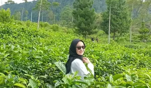 Ini Dia 3 Rekomendasi Wisata di Kendal, Bukan Cuma di Puncak Bogor, Disini Kamu Bisa Lihat Aktivitas Pemetik Teh dan Nikmati Pemandangan Kebun Teh Lho