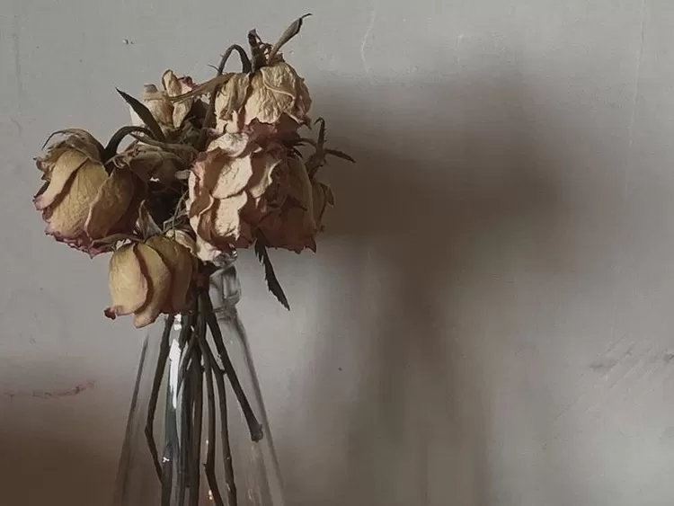 Menyimpan tanaman hias yang sudah layu atau mati dipercaya Feng Shui membawa energi negatif di dalam rumah