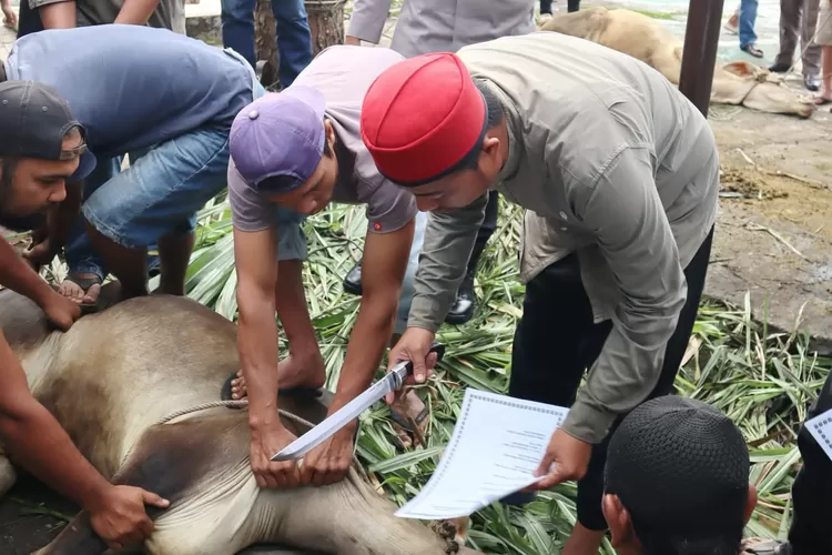 Kapolres Padangsidimpuan AKBP. Wira Prayatna, menyaksikan pemotongan hewan kurban di lapangan volly eks Mapolres, Jalan Lian Kosong, Kota Padangsidimpuan, Sabtu (7/6/2025).(Realitasonline.id - RI)