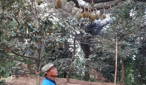 Mengelilingi Kebun Durian 10 Hektar di Kota Depok Bagian 2: Durian Varian D24 Jadi Menu Utama, Masuk Tidak Dikenakan Biaya