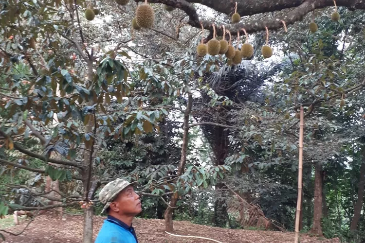 Pengawas Resto Seroja, Gunawan memantau perkembangan buah durian di kebun milik Resto Seroja. (ANDIKA EKA/RADAR DEPOK)
