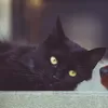 KLIK JAWABAN Buah Mata Kucing Teka-teki MPLS OSPEK Terbaru 2023, Berikut Adalah Arti dan Jawaban Lengkapnya