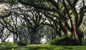 Rekomendasi 6 Wisata Alam Banyuwangi, Jelajahi Hutan ala Negri Dongeng hingga Camping dengan Harga Murmer