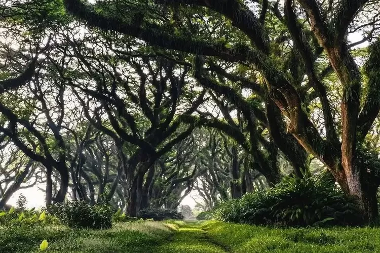 Hutan Djawatan menjadi salah satu wisata alam Banyuwangi yang pemandangannya luar biasa. (instagram.com/djawatan)