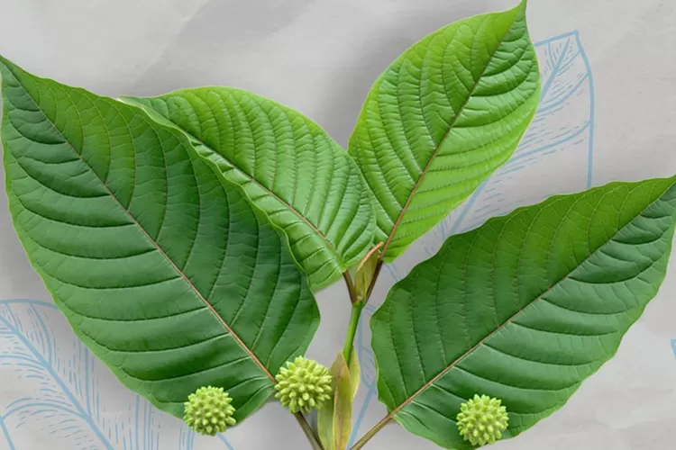 Daun Kratom (Instagram/sampaijauh)