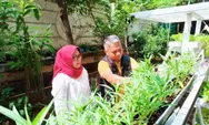 Camat Jatinegara Panen Sayur Hidroponik di Area Urban Farming