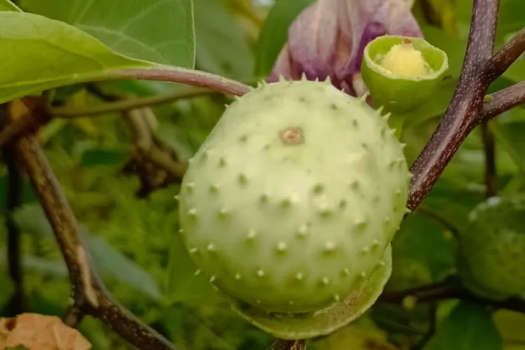 Buah Kecubung (SM Purbalingga/Slamet Riyadi)