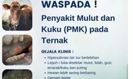 Ternak di Riau Banyak Terjangkit PMK , Data Dinas PKH Capai 758 Ekor Terjangkit