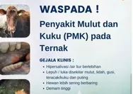 Ternak di Riau Banyak Terjangkit PMK , Data Dinas PKH Capai 758 Ekor Terjangkit