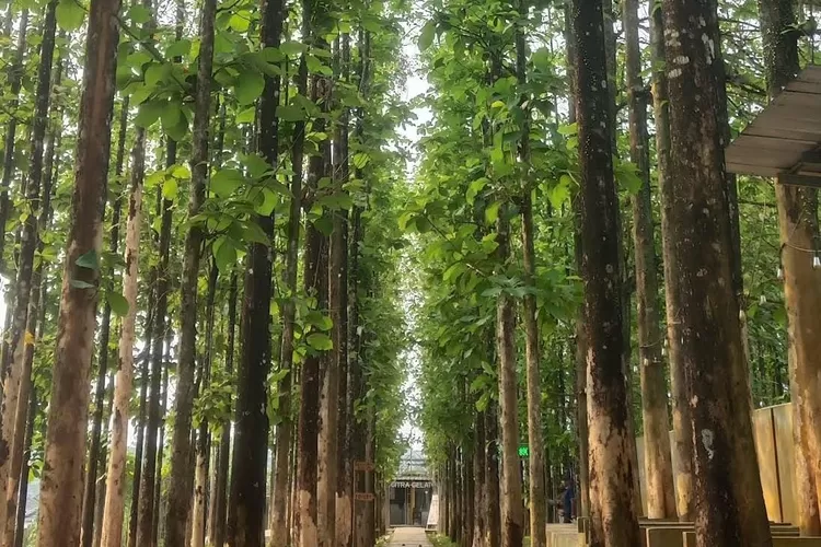 Ini Dia Cafe Hidden Gem Di Tangerang Bernuansa Alam Banyak Pohon Dan