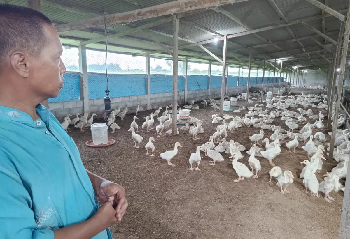 Sajad Mukafi (50) usai memberi pakan bebek pedaging di kandang milik Nur Sihabudin di Dusun Bungkil, Desa Kedungrejo, Kecamatan Megaluh, Kabupaten Jombang, Jatim. (SketsaNusantara.id/As ad Choirudin)