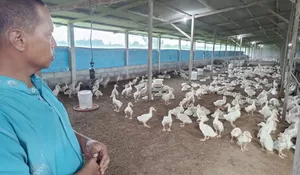 Muda, Berdaya, dan Mandiri: Kisah Nur Sihabudin Membangun Kerajaan Bebek di Pelosok Jombang ‎
