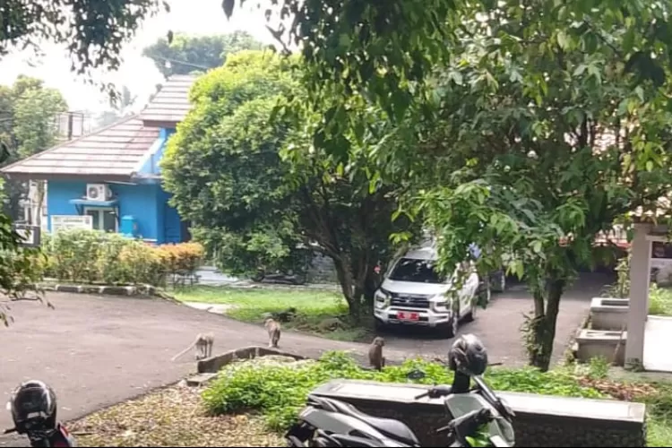 Kawanan monyet liar di kantor Kecamatan Tamansari Kabupaten Bogor. (Dok Istimewa )